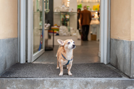 A Meaningful Pet Memorial Gift for the Discerning Heart