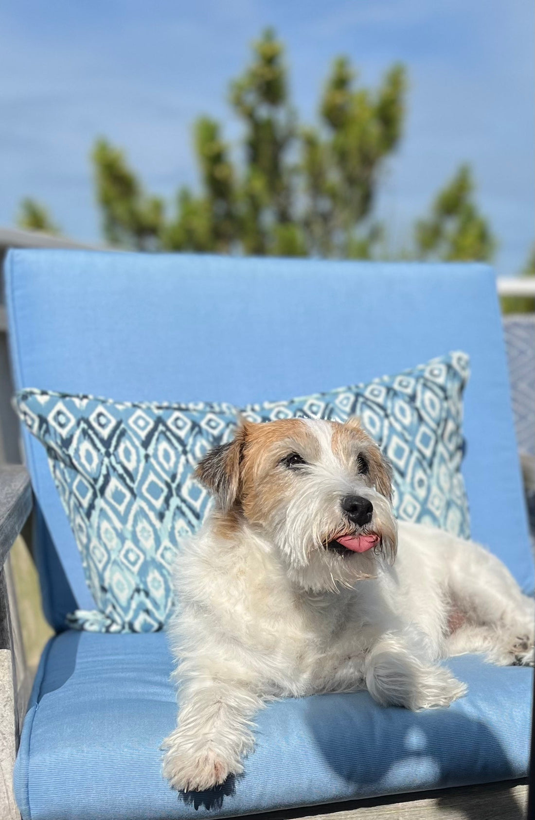 Giving the Gift of Forever to Our Senior Pets This Christmas