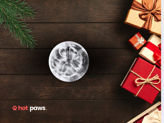 The Cutest Christmas Morning Activity: Capturing Paw-some Memories (Then Watching Them Transform!)