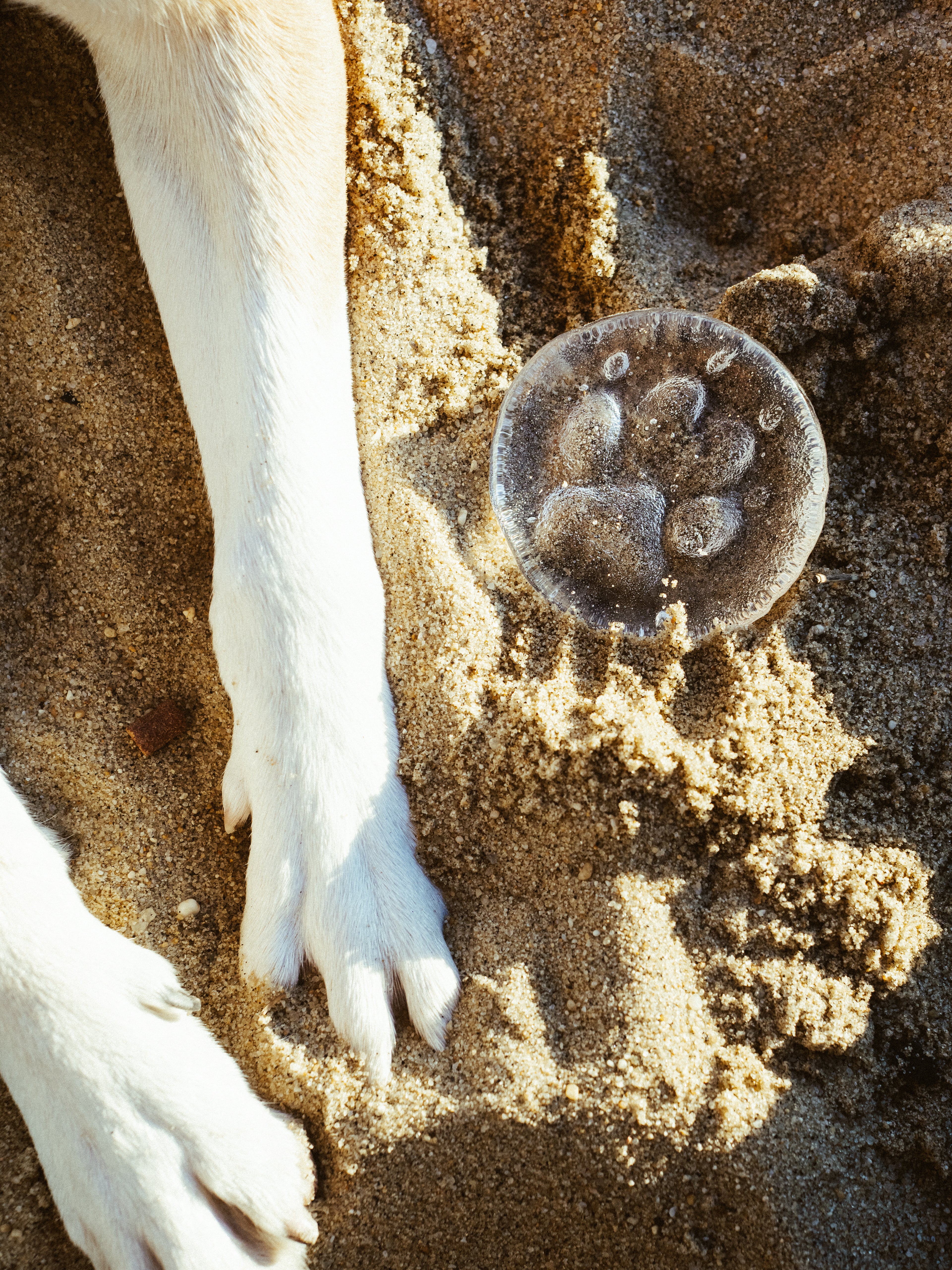 Dog paws leaving paw prints in sand