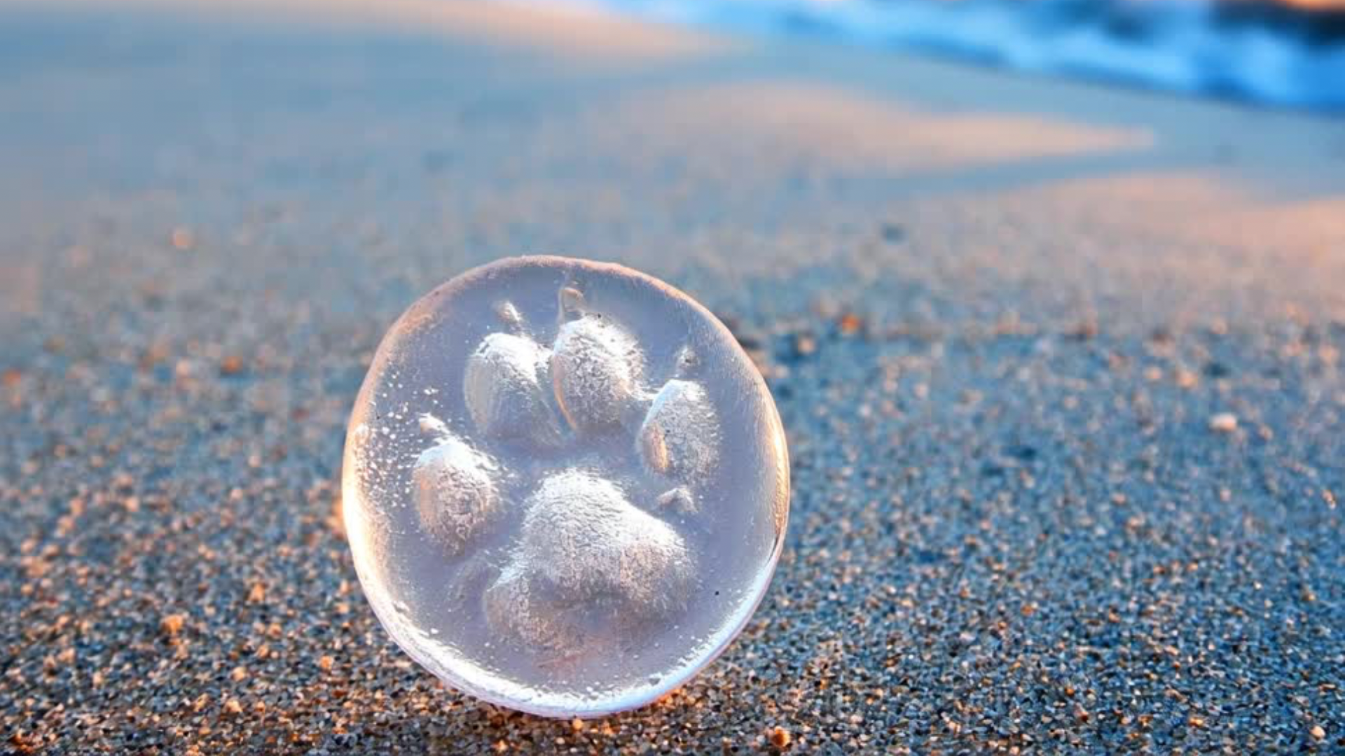 Frosted glass with a paw print design on a sandy surface